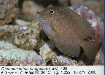 Ctenochaetus strigosus